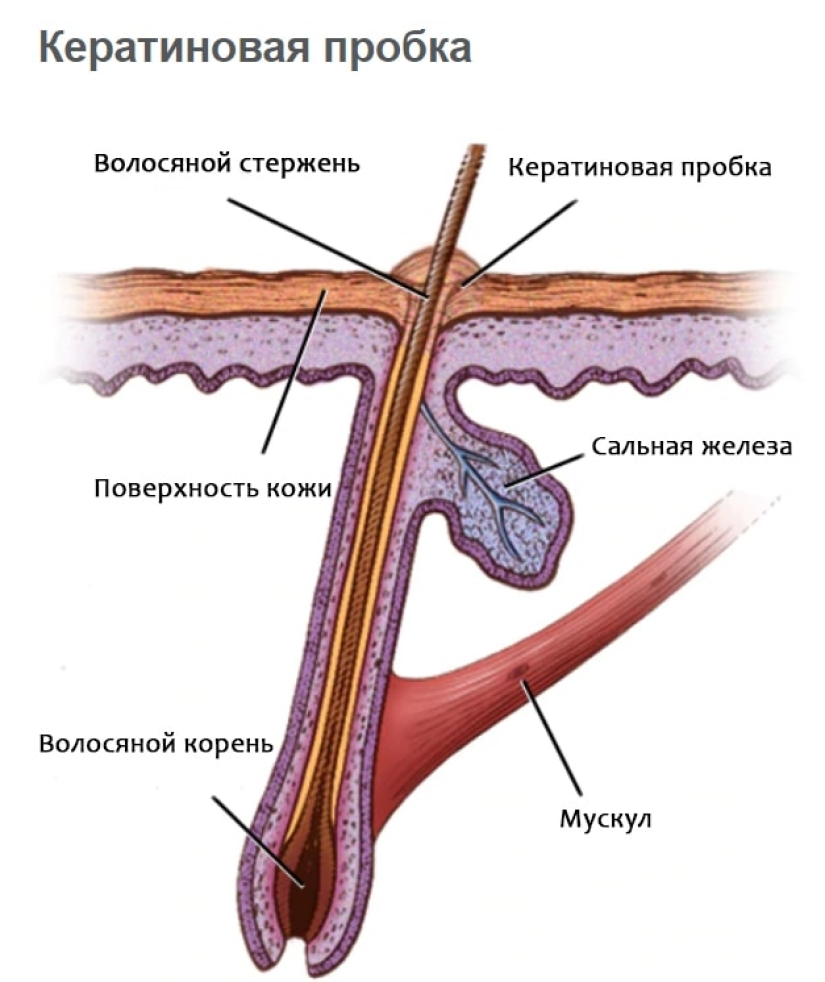 De dónde viene la piel de gallina y por qué la necesitamos De dónde viene la piel de gallina y por qué la necesitamos