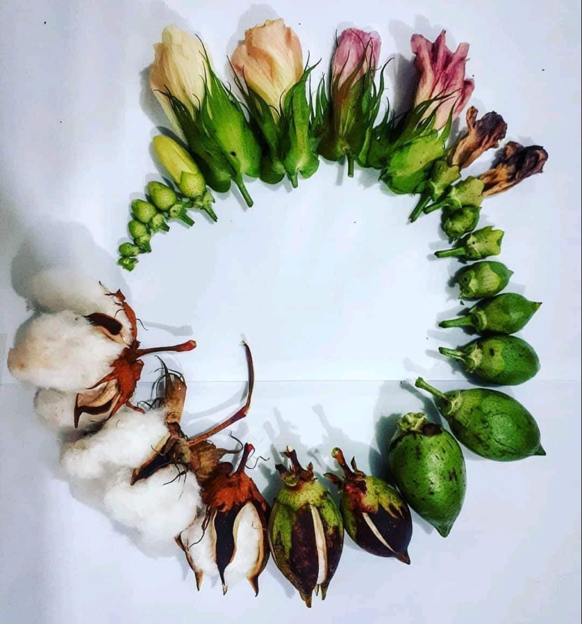 De la flor para las bayas: ¿cómo es el ciclo de vida de las plantas De la flor para las bayas: ¿cómo es el ciclo de vida de las plantas