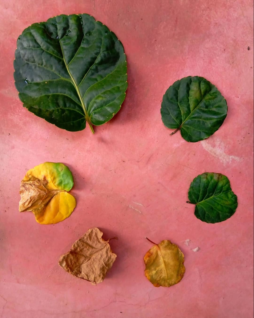 De la flor para las bayas: ¿cómo es el ciclo de vida de las plantas De la flor para las bayas: ¿cómo es el ciclo de vida de las plantas