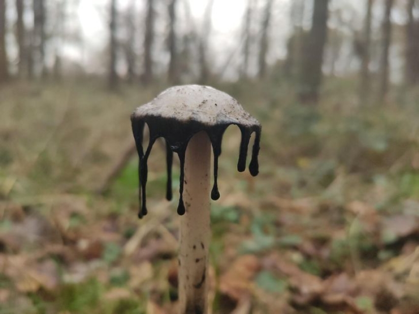 De la malaquita al billón de Zimbabue: 22 fotos asombrosas que no ves todos los días De la malaquita al billón de Zimbabue: 22 fotos asombrosas que no ves todos los días