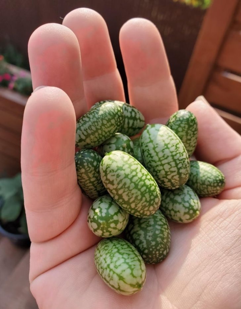 De la malaquita al billón de Zimbabue: 22 fotos asombrosas que no ves todos los días De la malaquita al billón de Zimbabue: 22 fotos asombrosas que no ves todos los días