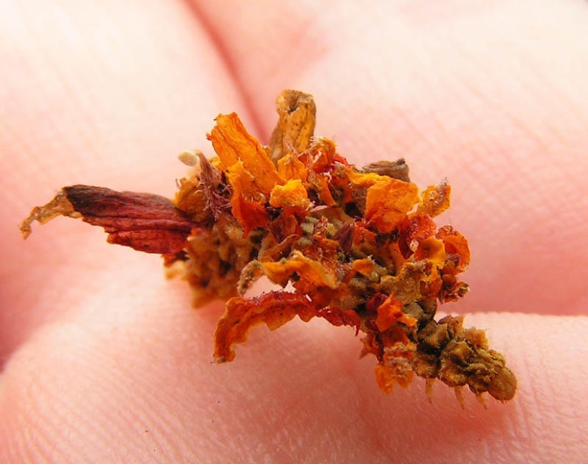 De mimetismo: una Oruga-flor De mimetismo: una Oruga-flor