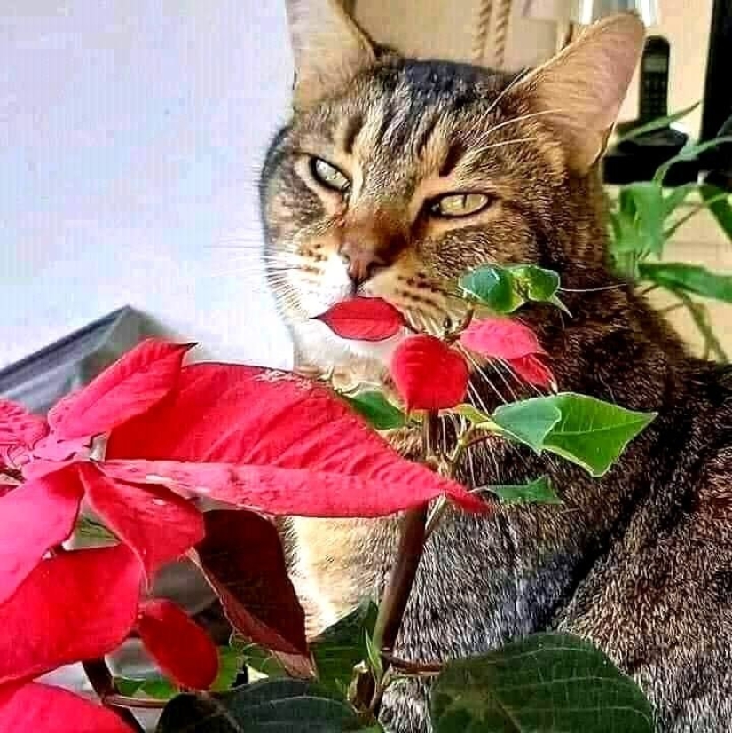 Deceptive perspective: 22 example optical illusions