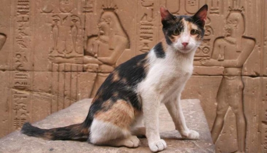 Del amor al odio: la historia de la difícil relación entre las personas y los gatos Del amor al odio: la historia de la difícil relación entre las personas y los gatos