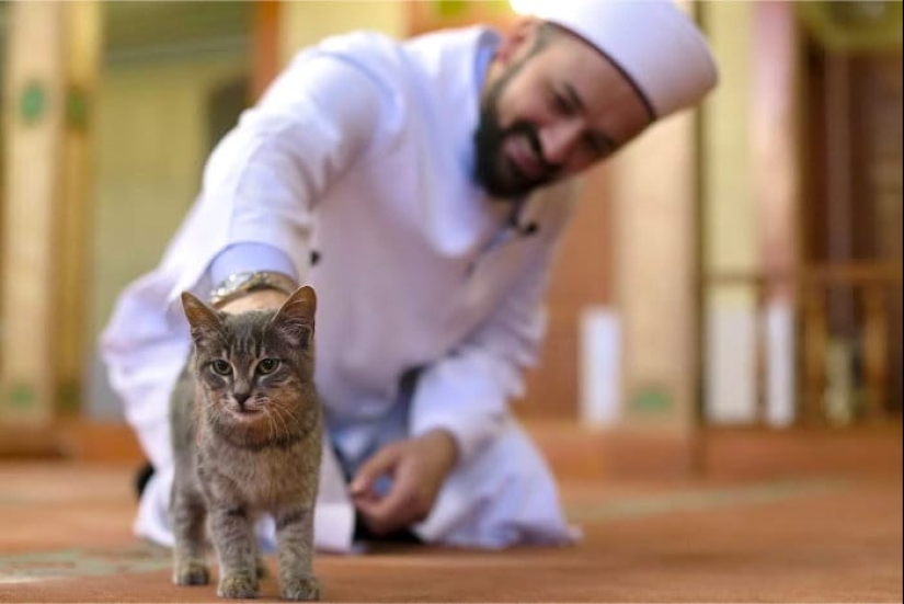 Del amor al odio: la historia de la difícil relación entre las personas y los gatos