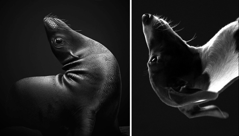 Descubrimos luego de que los sellos son realmente... blennies! Descubrimos luego de que los sellos son realmente... blennies!