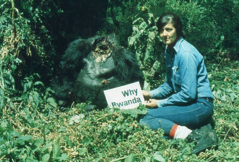 Dian Fossey - la vida y muerte de la valiente "Reina de los Monos"