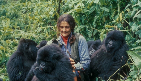 Dian Fossey - la vida y muerte de la valiente "Reina de los Monos" Dian Fossey - la vida y muerte de la valiente "Reina de los Monos"