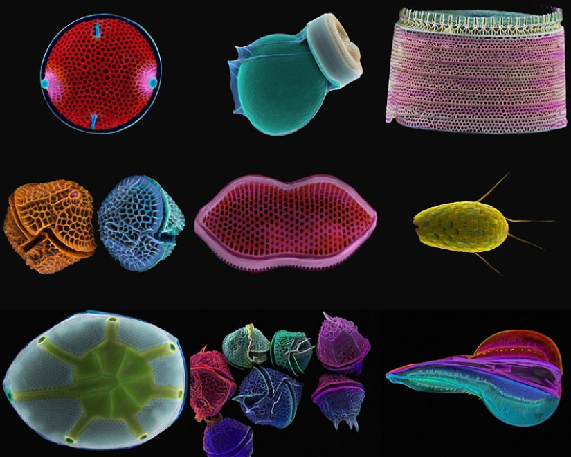 Diatomeas: Micrografías de Paul Hargreaves y Fay Darling