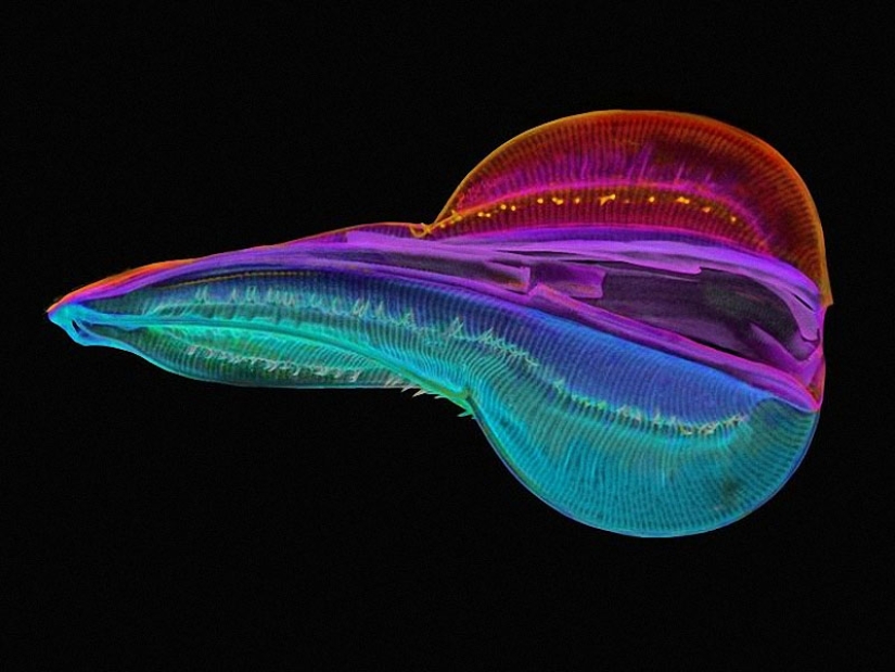 Diatomeas: Micrografías de Paul Hargreaves y Fay Darling