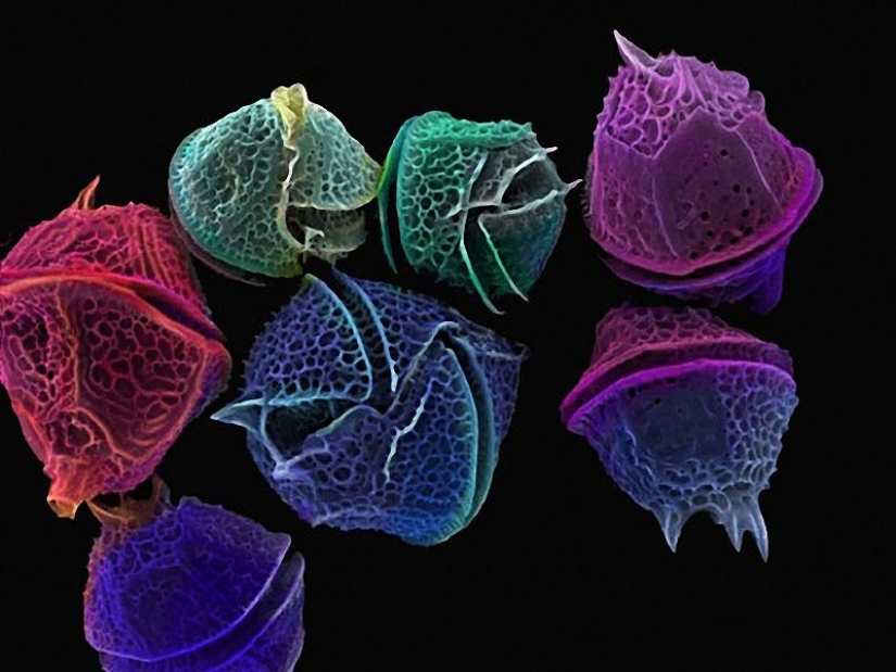 Diatomeas: Micrografías de Paul Hargreaves y Fay Darling