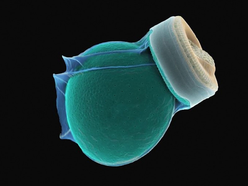 Diatomeas: Micrografías de Paul Hargreaves y Fay Darling