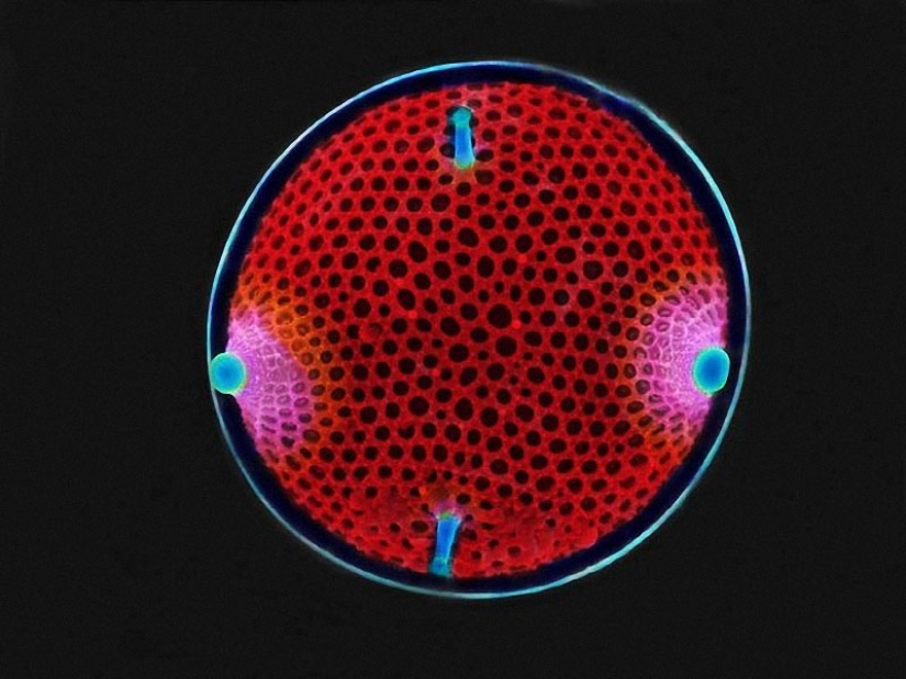 Diatomeas: Micrografías de Paul Hargreaves y Fay Darling