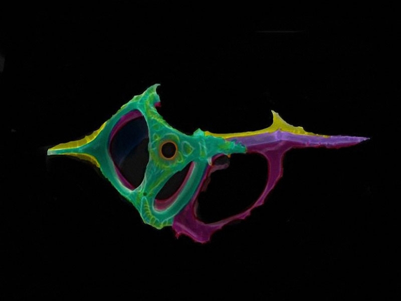 Diatomeas: Micrografías de Paul Hargreaves y Fay Darling