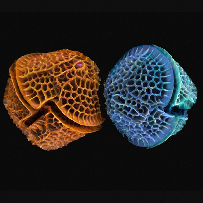 Diatomeas: Micrografías de Paul Hargreaves y Fay Darling