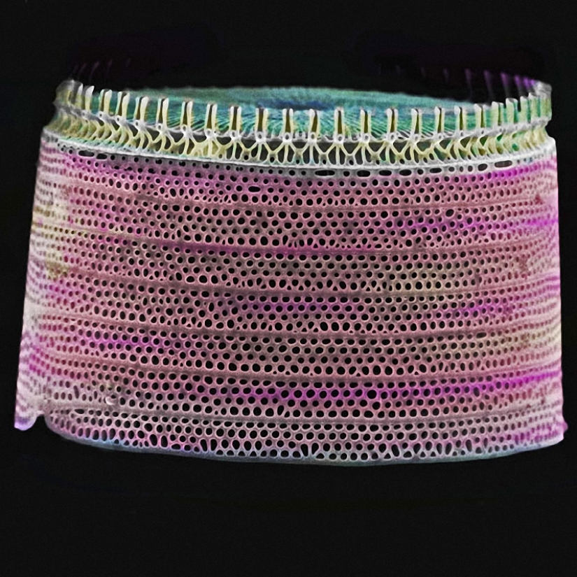 Diatomeas: Micrografías de Paul Hargreaves y Fay Darling