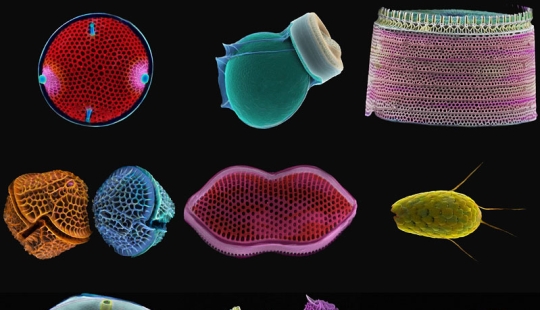 Diatomeas: Micrografías de Paul Hargreaves y Fay Darling