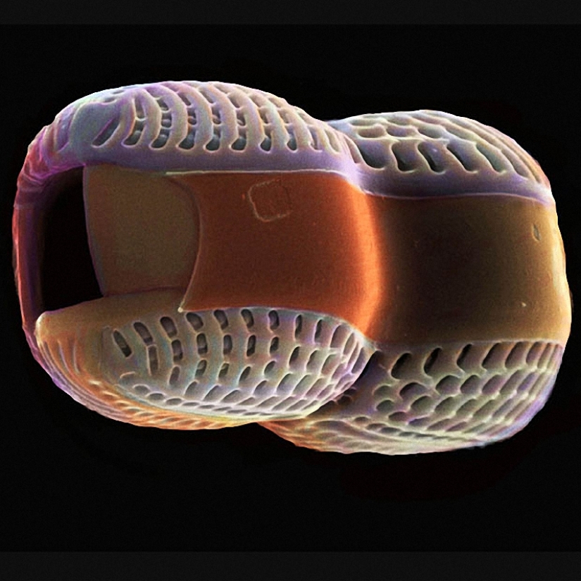 Diatomeas: Micrografías de Paul Hargreaves y Fay Darling