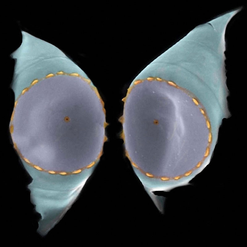 Diatomeas: Micrografías de Paul Hargreaves y Fay Darling