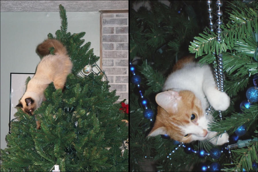 Did you put up a Christmas tree for the cat?