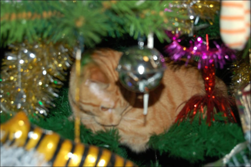 Did you put up a Christmas tree for the cat?
