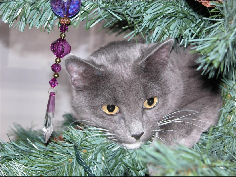 Did you put up a Christmas tree for the cat?