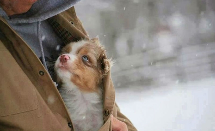 Dios, ayúdame a ser el tipo de persona que mi perro piensa que soy Dios, ayúdame a ser el tipo de persona que mi perro piensa que soy