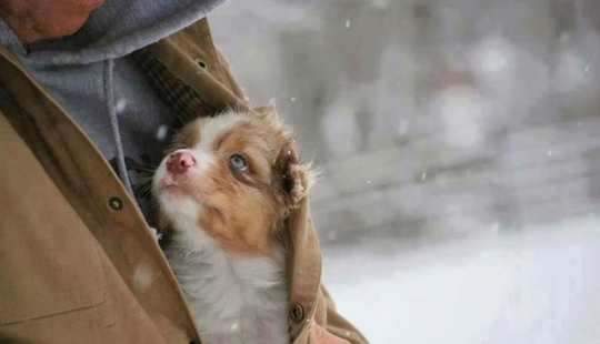 Dios, ayúdame a ser el tipo de persona que mi perro piensa que soy Dios, ayúdame a ser el tipo de persona que mi perro piensa que soy