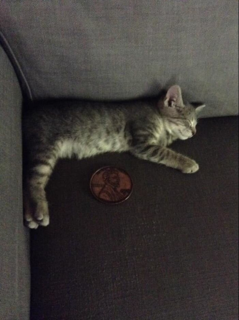 Disco pig, the phone-mouth and other curios, bought with it