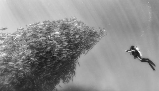 Diving with sharks and other wonders of the "Underwater Kingdom"