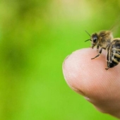 Do bees die after they sting? Scientists have revealed the secret