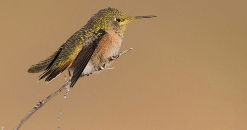 Do Birds Pee: An Ornithologist Answers an Interesting Question