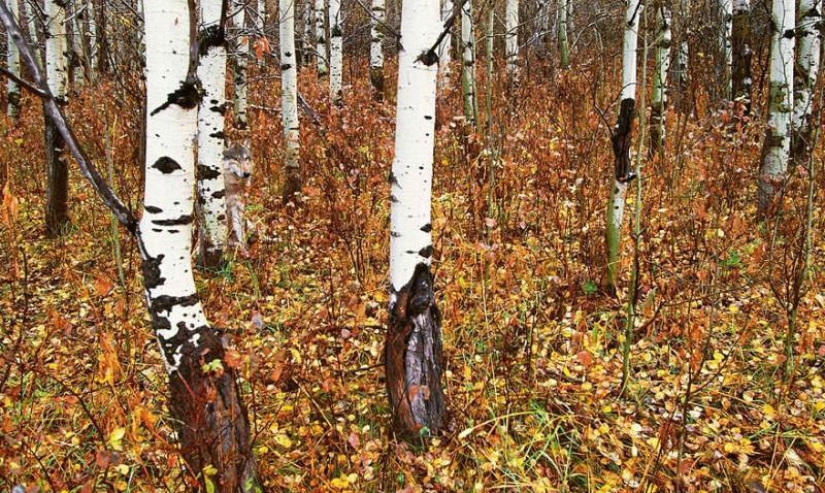 Do you see animals in the photos?