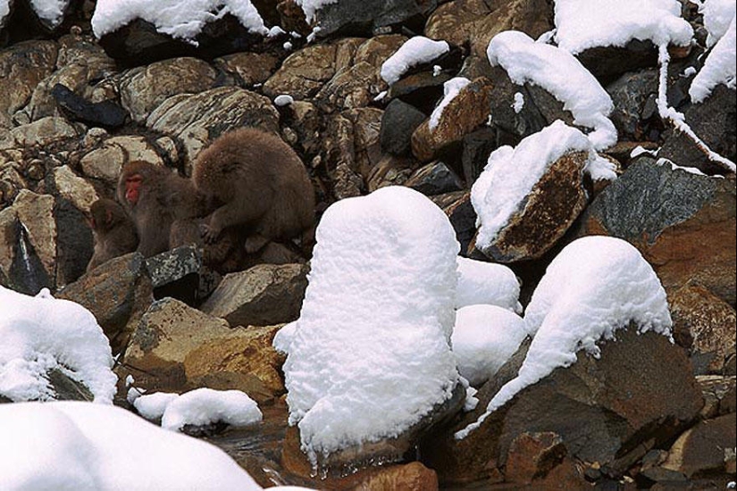 Do you see animals in the photos?