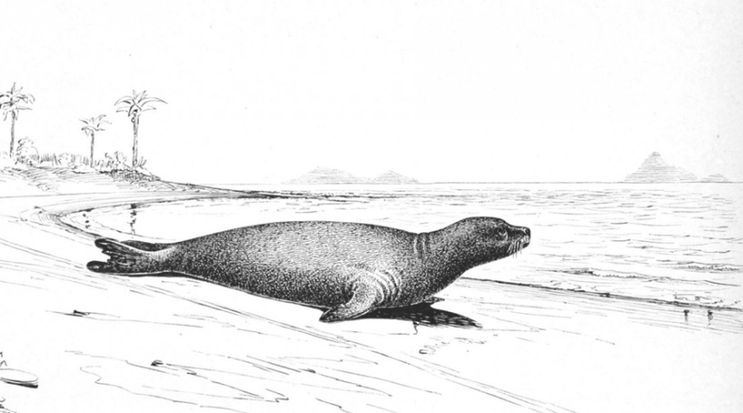 Dodo de bec: 10 especies animales extintas que pronto serán revividas