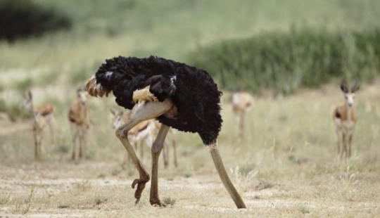 Does an ostrich hide its head in the sand? The story of an ancient delusion