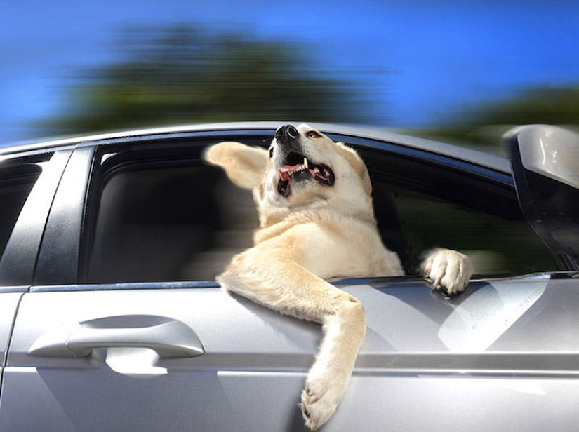 Dogs in cars