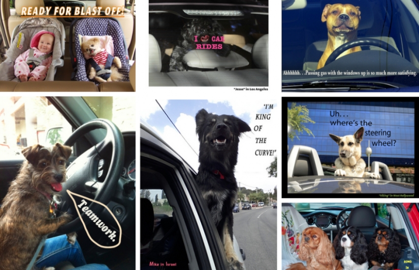 Dogs in cars