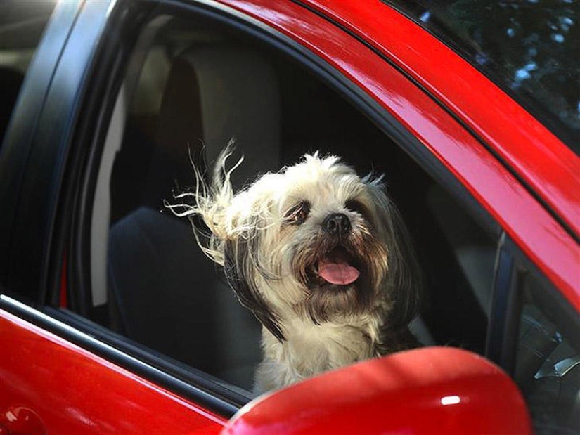 Dogs in cars
