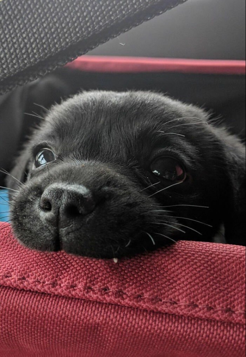 Dogs subaki: these funny critters will cheer you up! Dogs subaki: these funny critters will cheer you up!