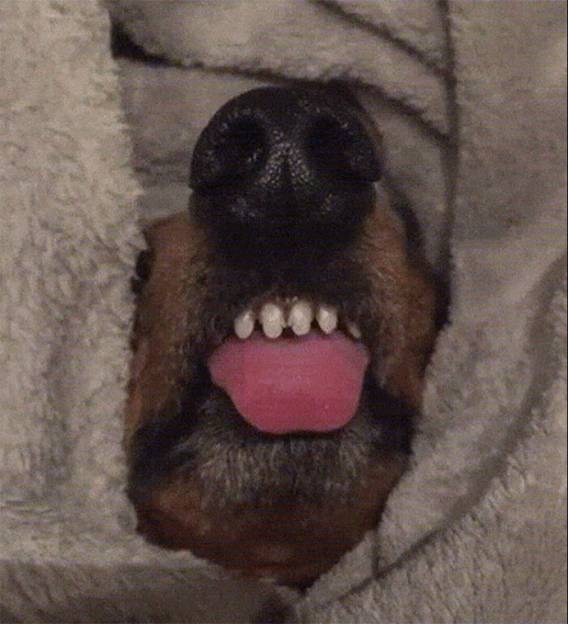 Dogs subaki: these funny critters will cheer you up! Dogs subaki: these funny critters will cheer you up!