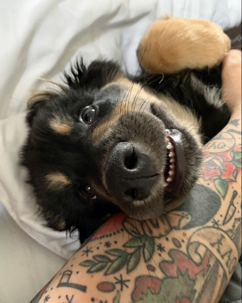 Dogs subaki: these funny critters will cheer you up! Dogs subaki: these funny critters will cheer you up!