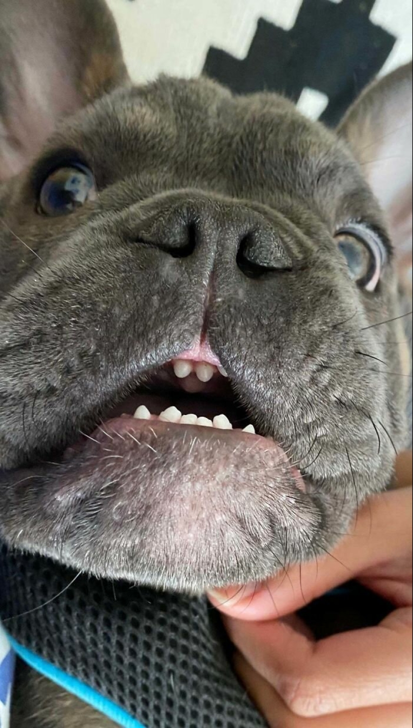 Dogs subaki: these funny critters will cheer you up! Dogs subaki: these funny critters will cheer you up!