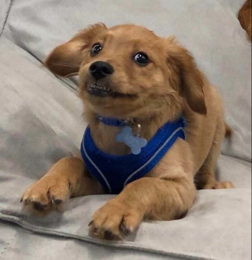 Dogs subaki: these funny critters will cheer you up! Dogs subaki: these funny critters will cheer you up!