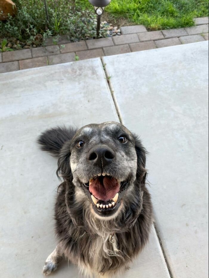 Dogs subaki: these funny critters will cheer you up! Dogs subaki: these funny critters will cheer you up!