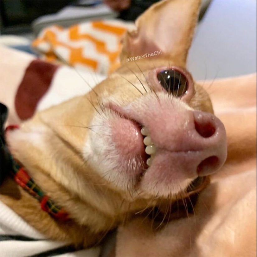 Dogs subaki: these funny critters will cheer you up! Dogs subaki: these funny critters will cheer you up!