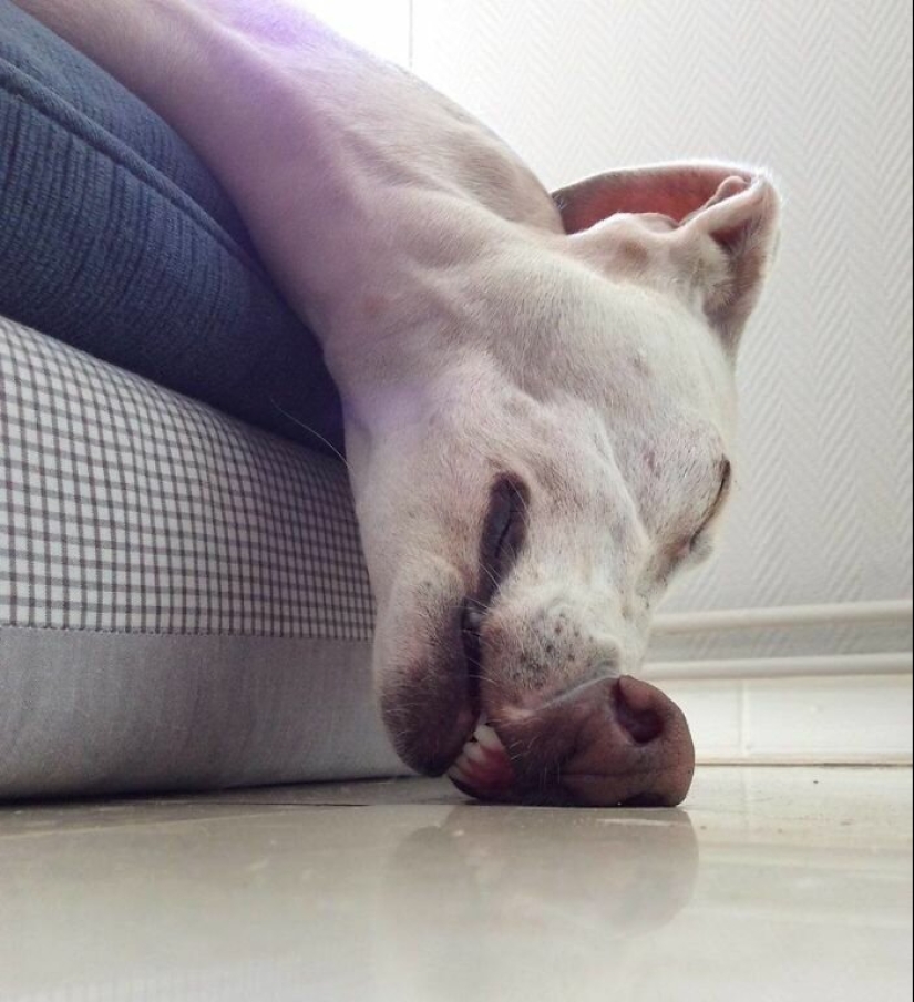 Dogs subaki: these funny critters will cheer you up! Dogs subaki: these funny critters will cheer you up!