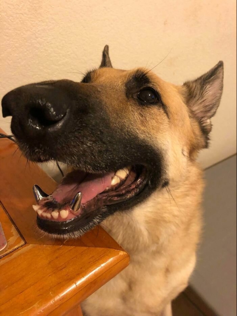 Dogs subaki: these funny critters will cheer you up! Dogs subaki: these funny critters will cheer you up!