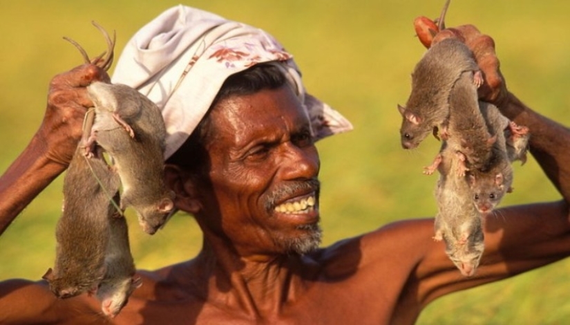 &quot;Domestic Deer&quot; or How Rat Dishes Became Part of National Cuisine in Different Parts of the World