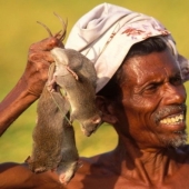 "Domestic Deer" or How Rat Dishes Became Part of National Cuisine in Different Parts of the World